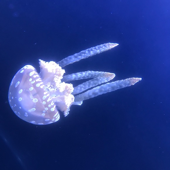genny0429